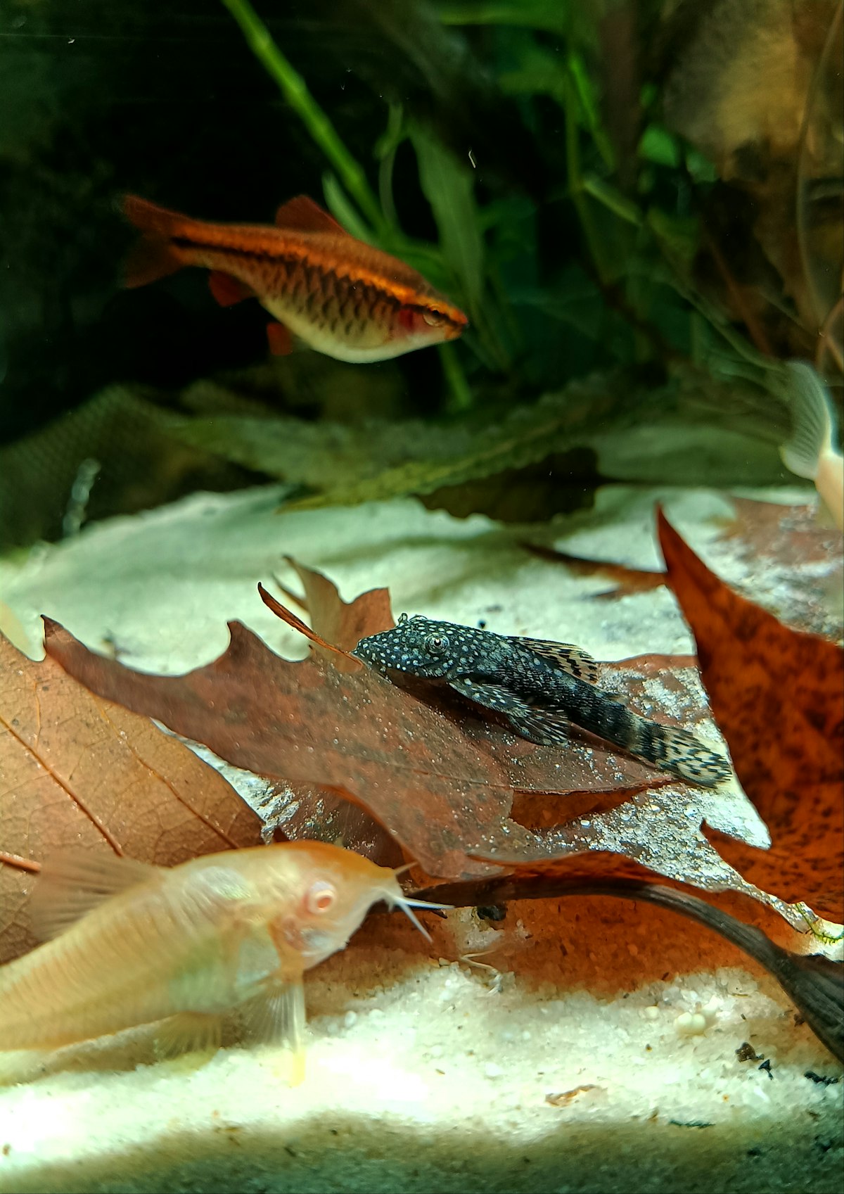 アルビノコリドラスのいる混泳水槽