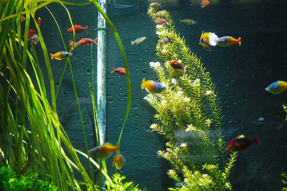 エアレーションのある淡水水槽