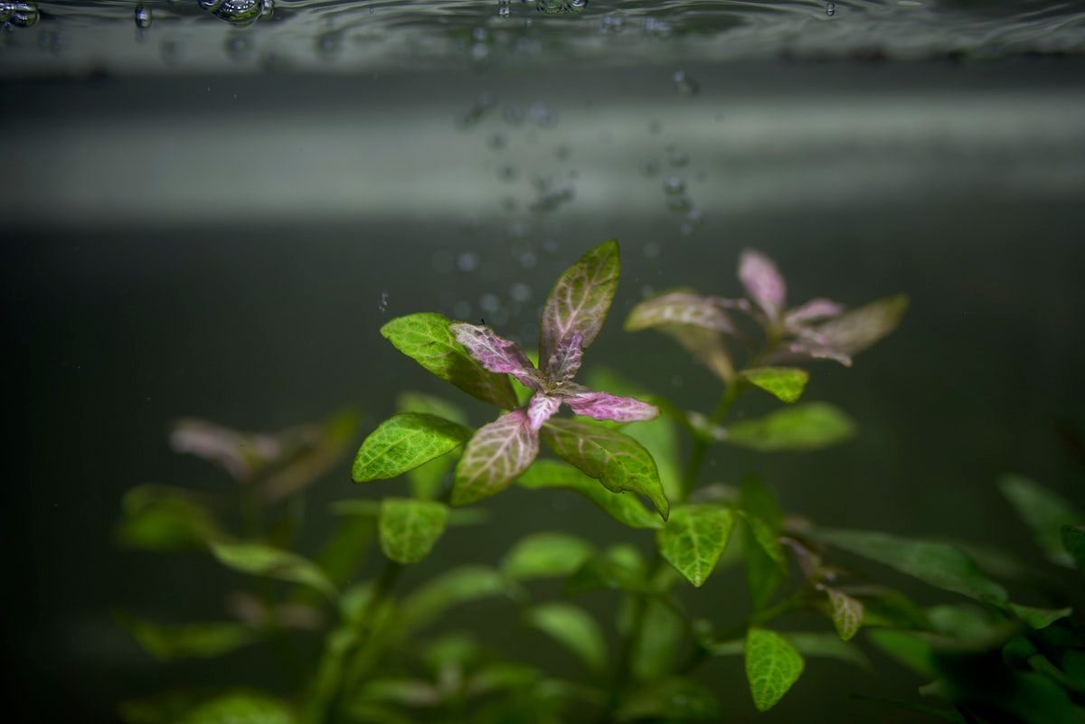 水換え後の水槽の水草と気泡