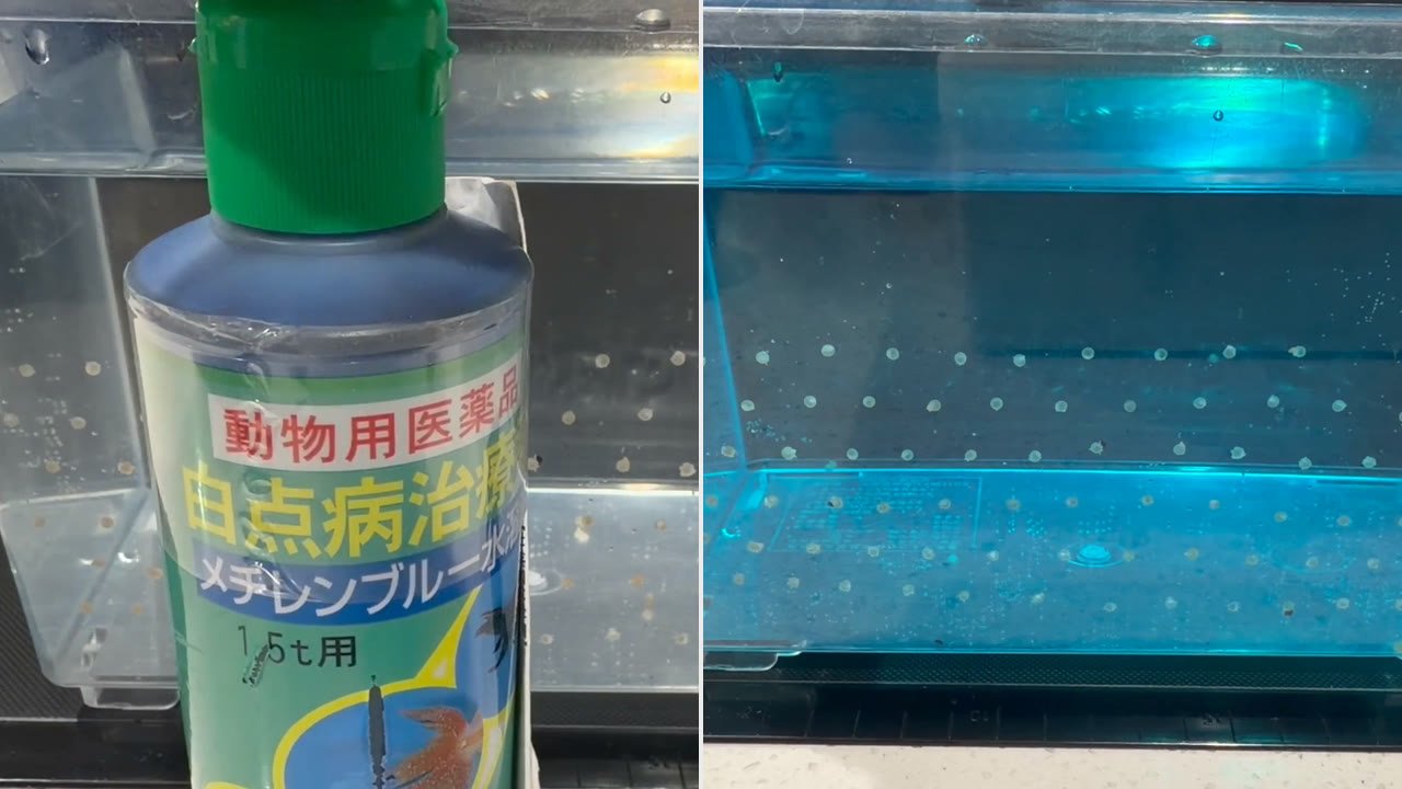 メチレンブルー水溶液のボトルと、メチレンブルーで薄い青にした卵の管理用プラケース