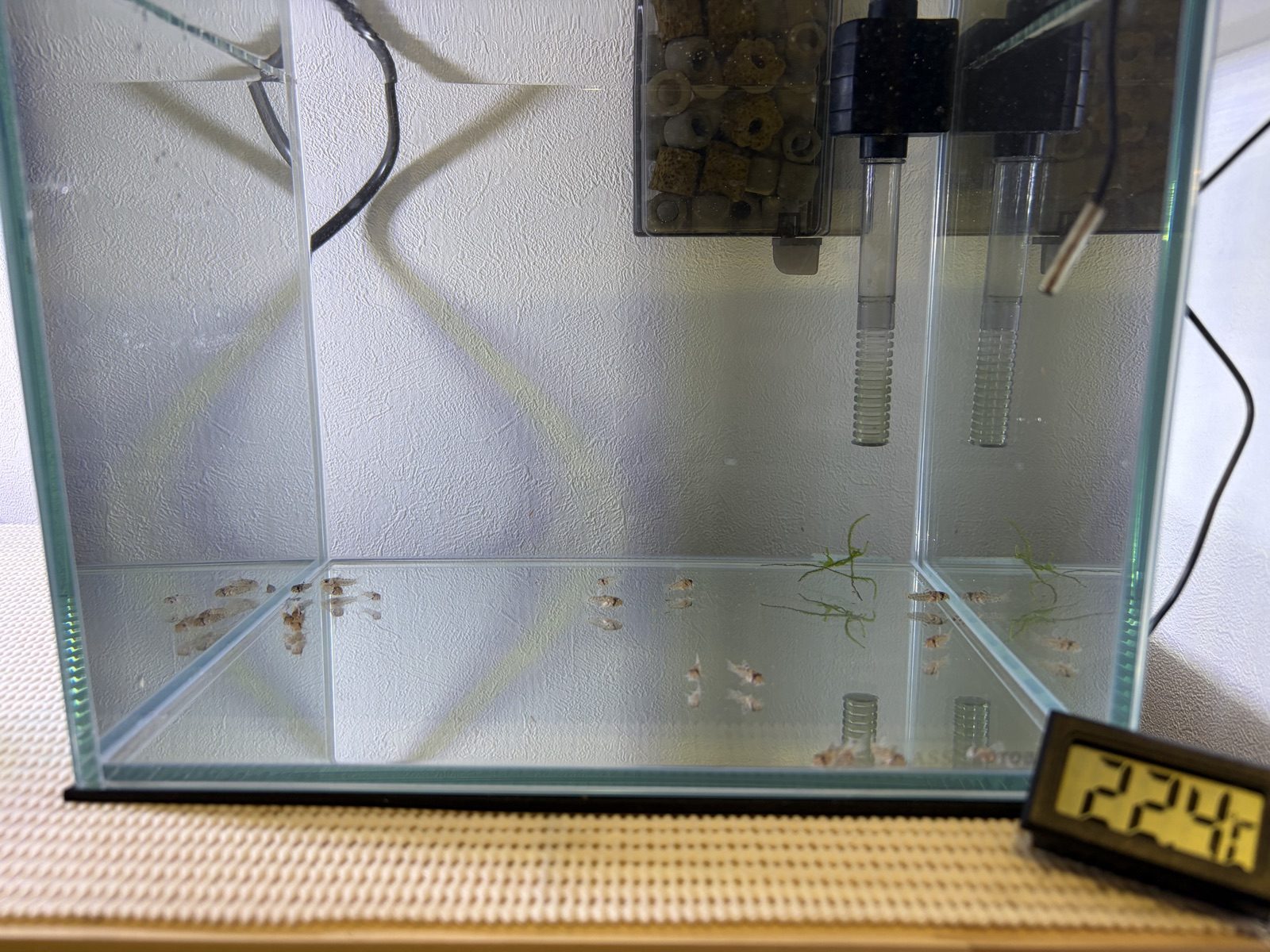 25cmキューブ水槽へ引っ越したコルレア稚魚