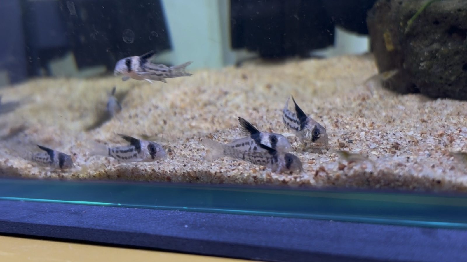 コルレアの稚魚たちの群泳