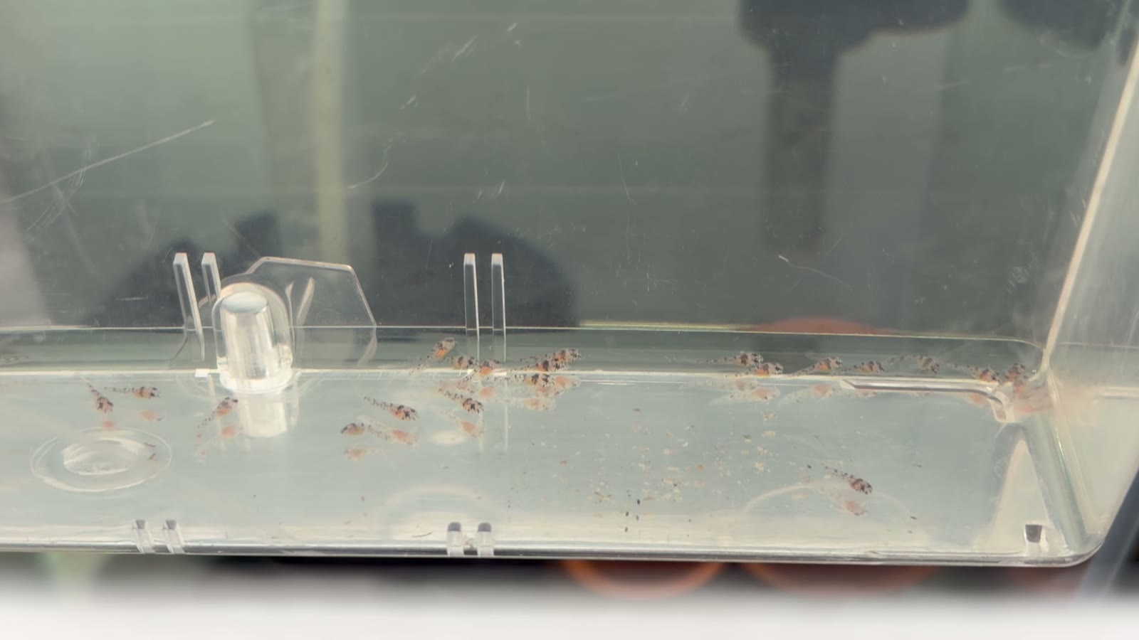 サテライト(外掛け飼育ボックス)の中で育つコルレアの稚魚