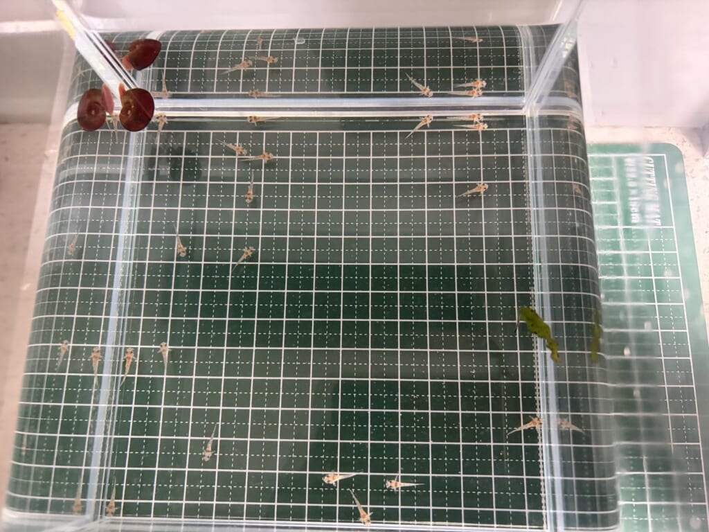 孵化から間もないコルレア稚魚