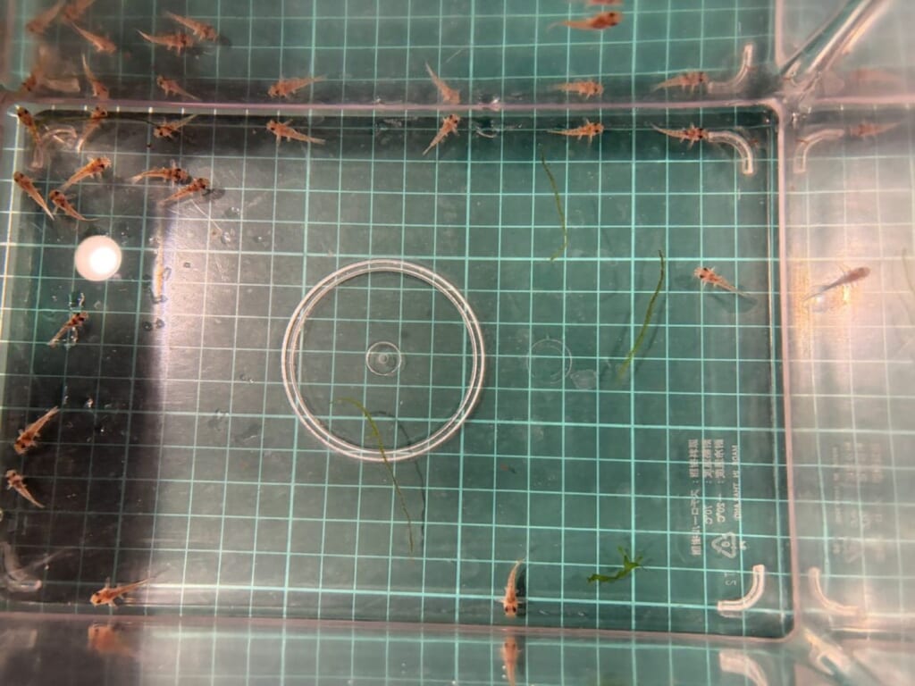 模様が出始めたコルレア稚魚